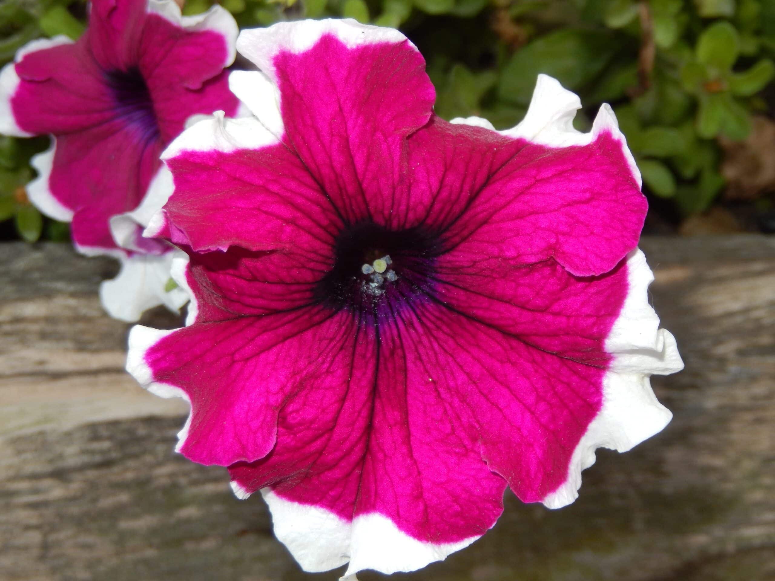 Petunia