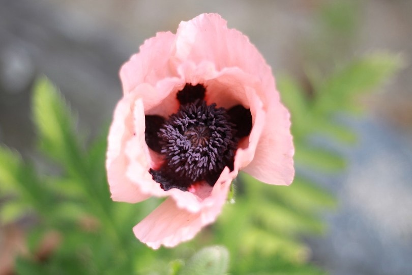 Pink Oriental Poppy