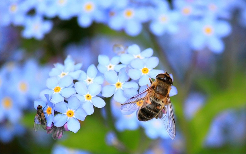 Pollinators Bee