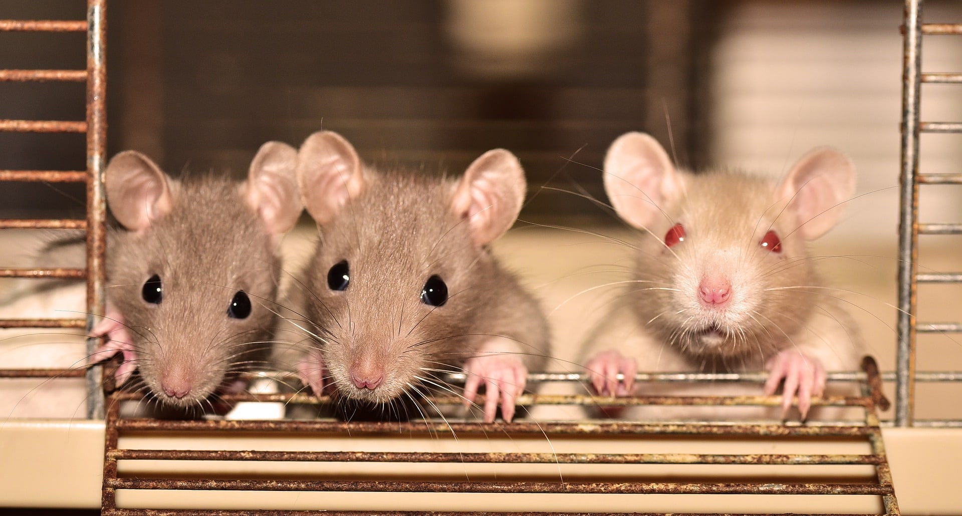 how to tell how many rats are in your house uk