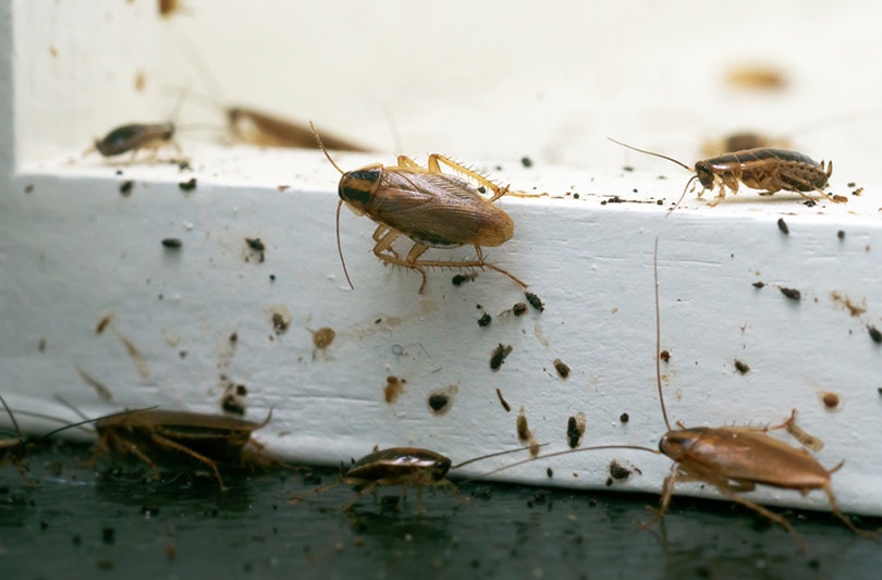 how-to-clean-a-roach-infested-house-4-natural-ideas-house-grail