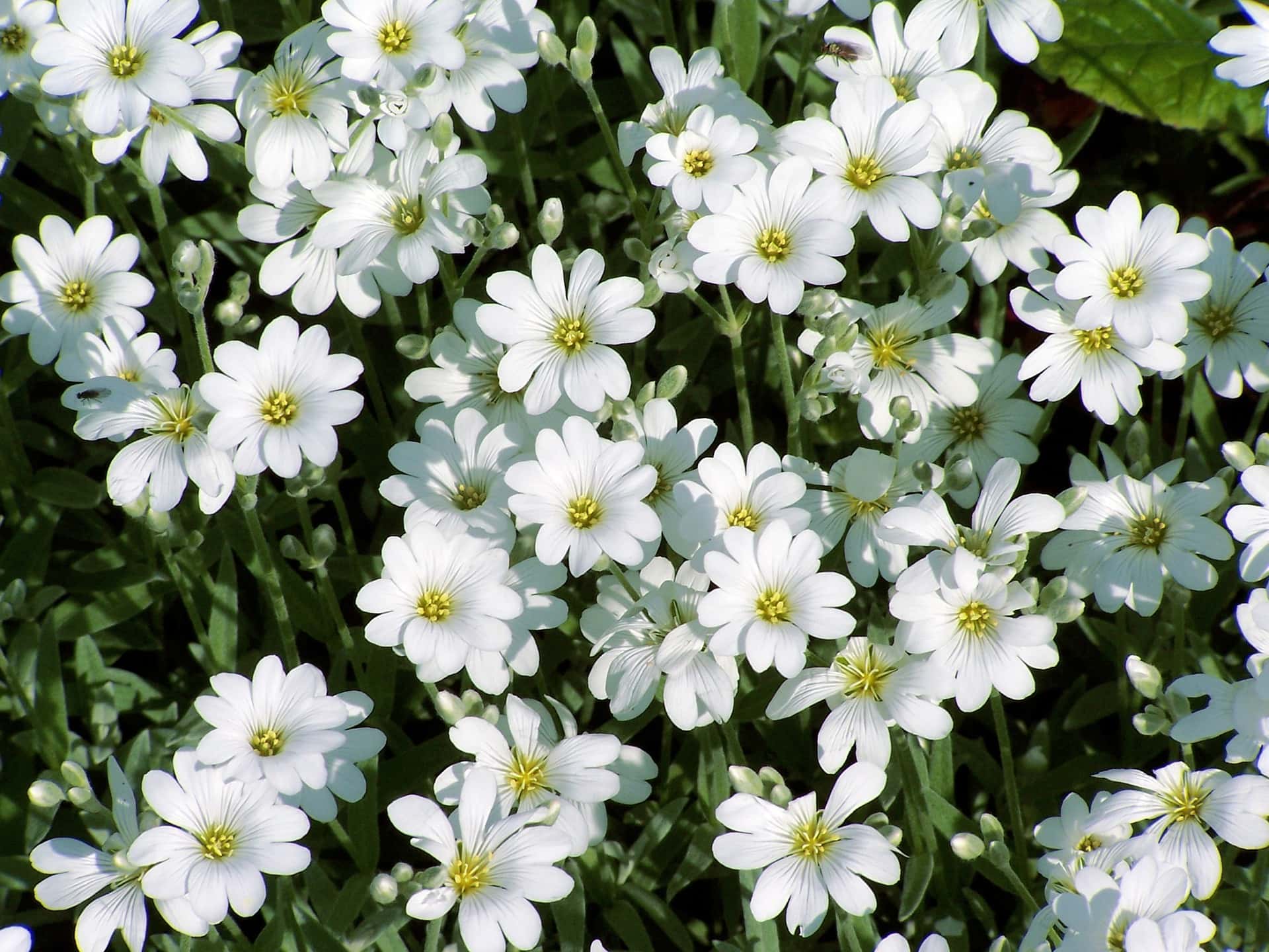 Snow in Summer