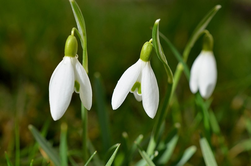 Snowdrop