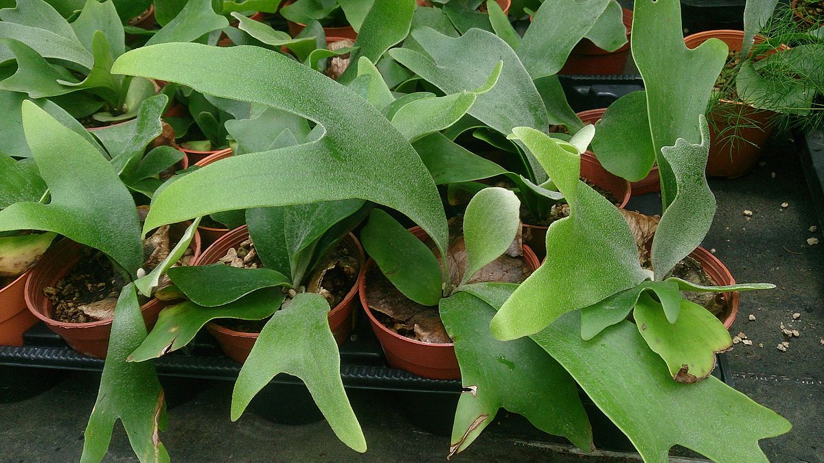 Staghorn Fern (Platycerium alcicorne) 1