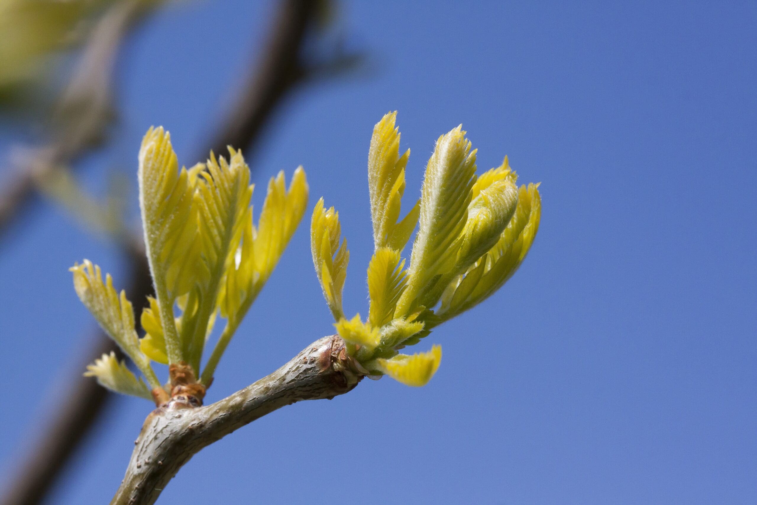 Sunburst Honeylocust