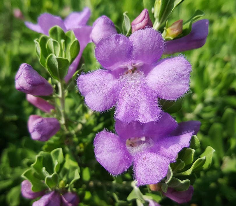 Texas Sage close up