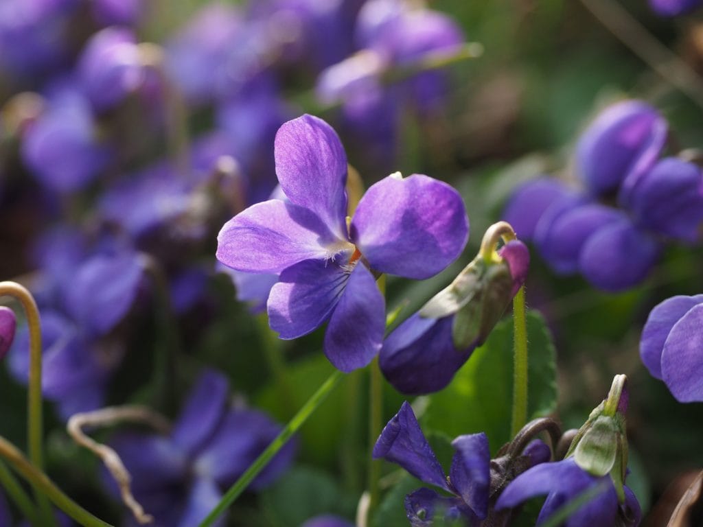Viola