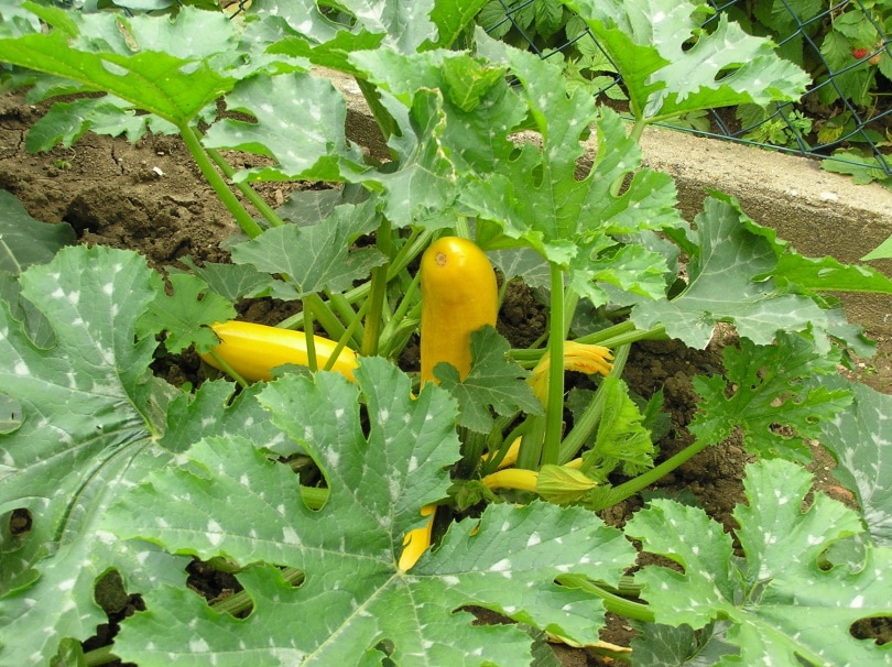 Zucchini plant