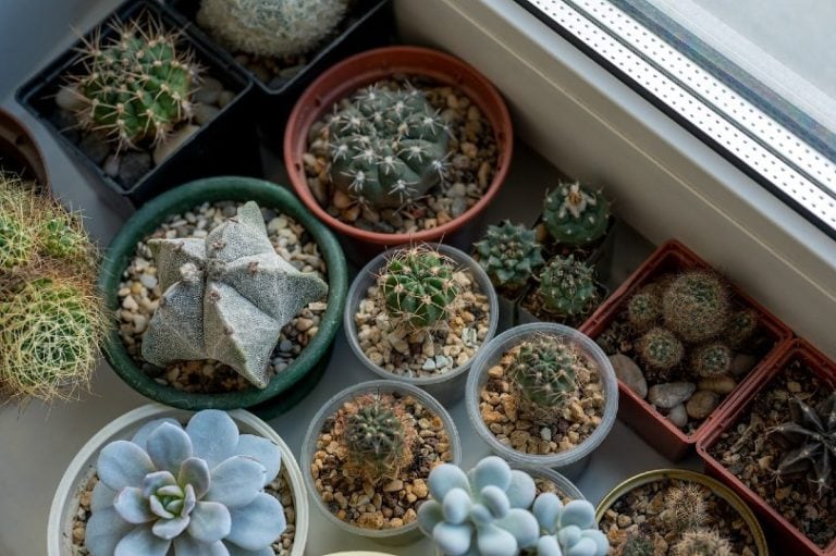 20 Coolest Plants To Grow Indoors With Pictures House Grail