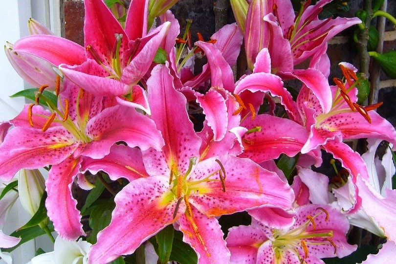 beautiful pink oriental lilies