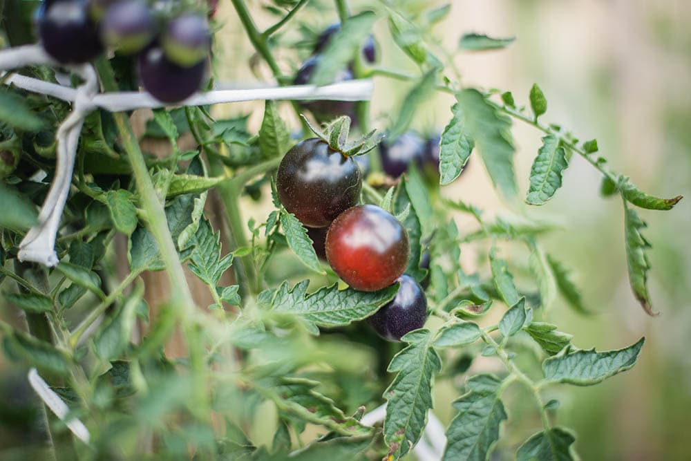 Black cherry tomato plant