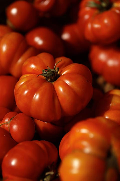 brandywine tomatoes