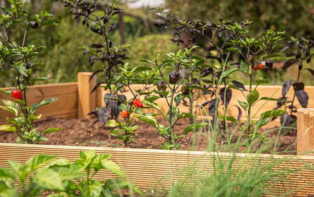 chili and herbs on a raised garden bed