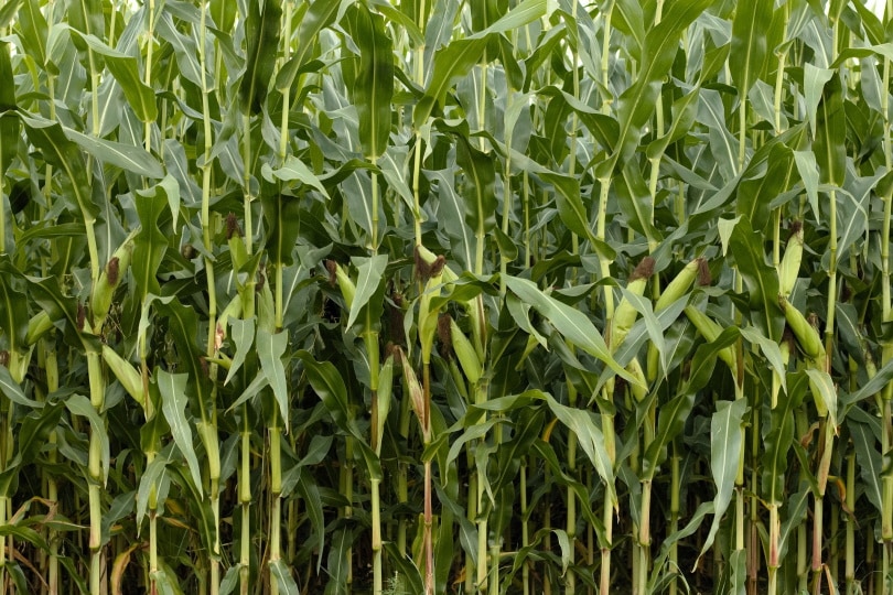 corn plants