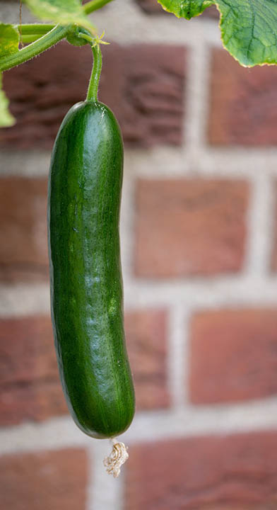 cucumber plant growing on a fence