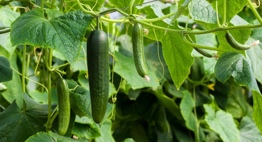 cucumbers plants