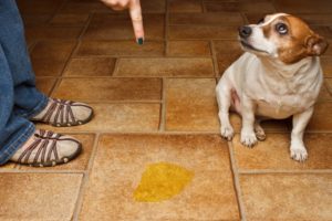 Dog pee on the floor