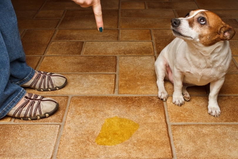 how do you clean dog urine from tile and grout