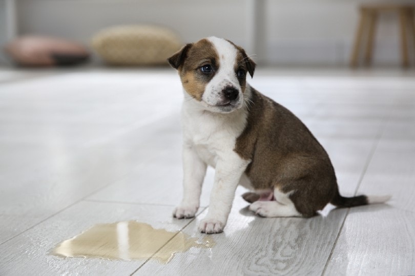 Clean dog clearance urine from grout