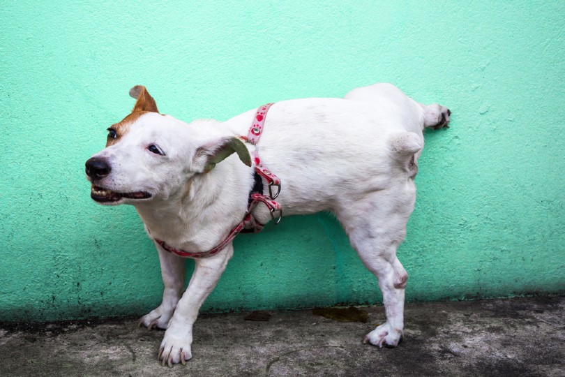 How To Get Dog Pee Smell Out of Concrete 5 Practical Methods