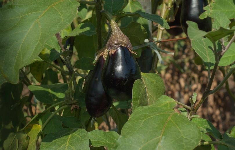 eggplant