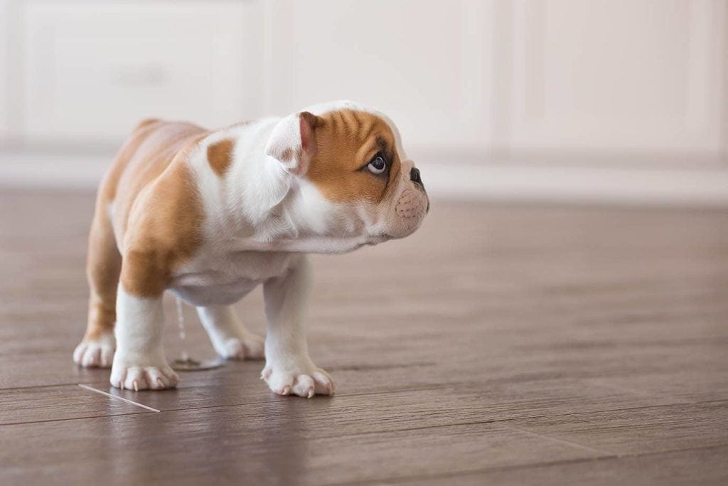 How to Get Dog Pee Smell Out of Laminate Flooring: 6 Practical Options | House Grail