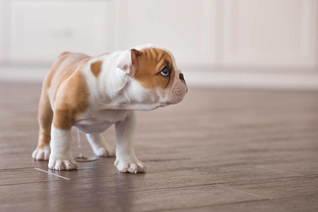 does dog urine stain laminate flooring