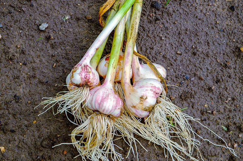 freshly harvested garlics
