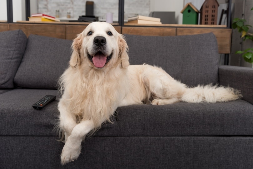 Dog pee out of cheap couch