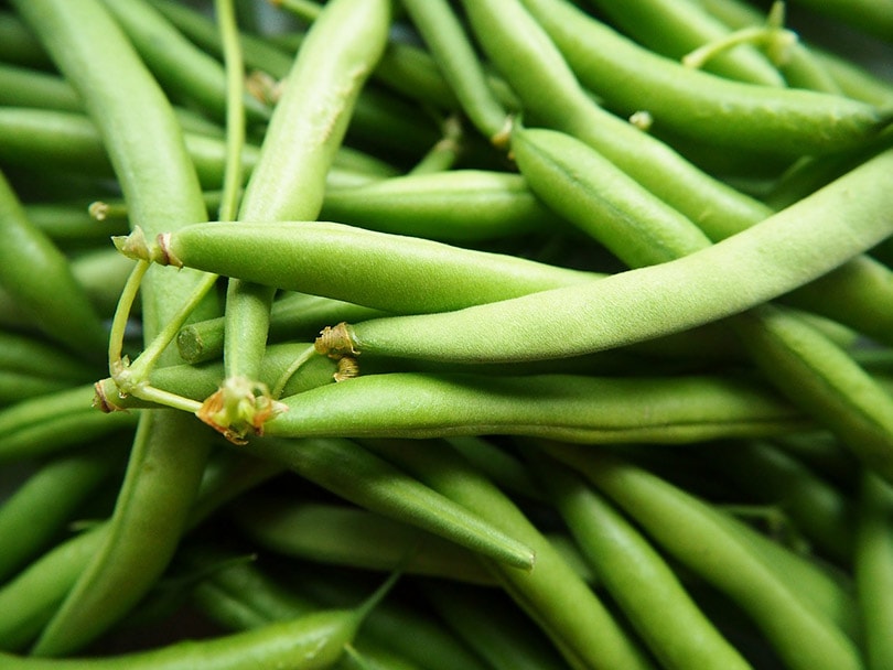 15 Best Green Bean Varieties To Grow At Home With Pictures House Grail