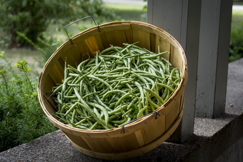 green beans