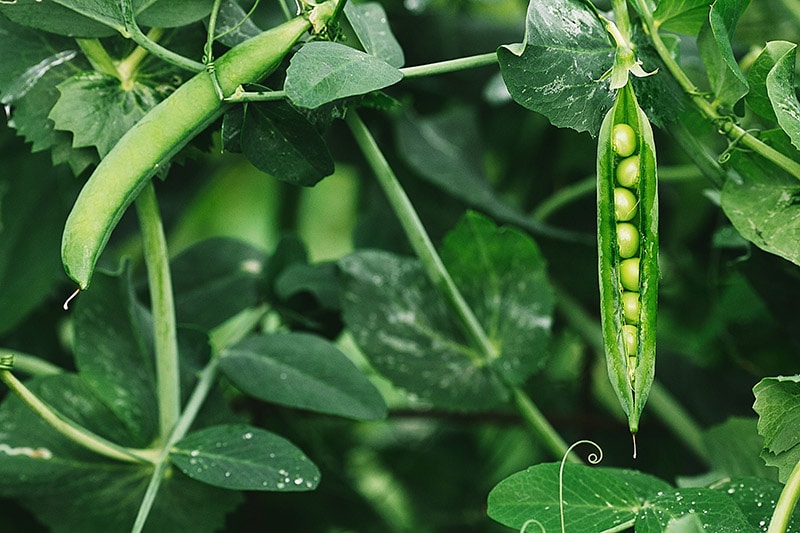 Green peas plant
