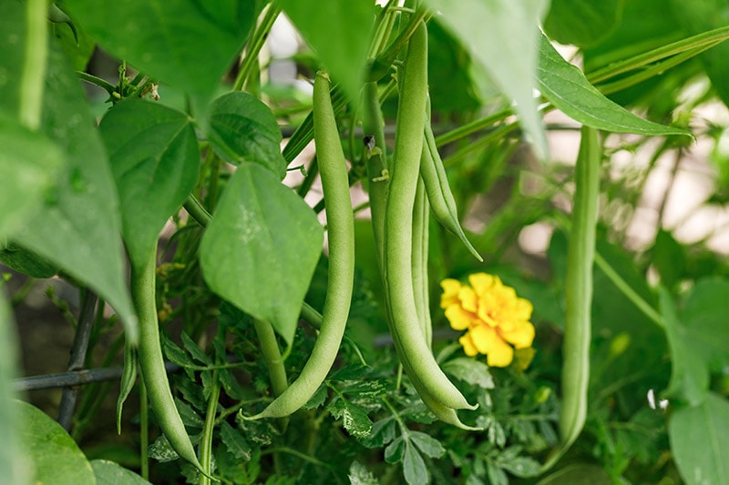 homegrown bush snap green beans growing in a garden