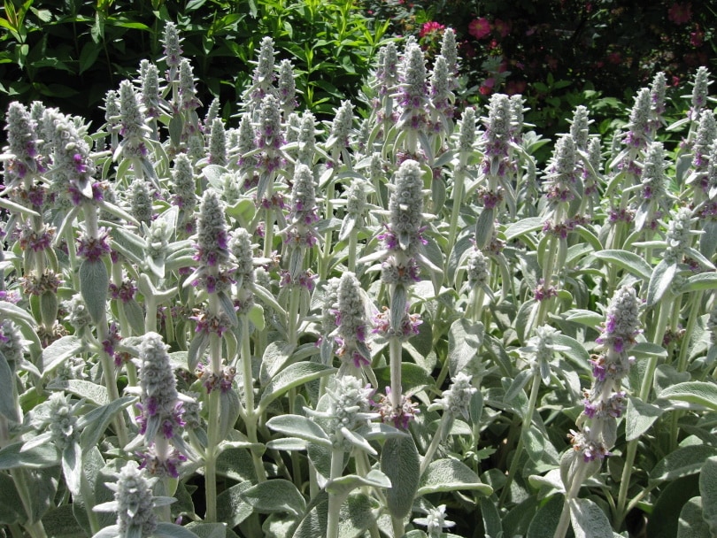 lambs ear flowering plant