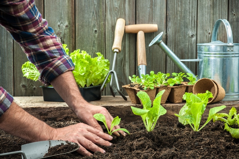 man planting lettuce