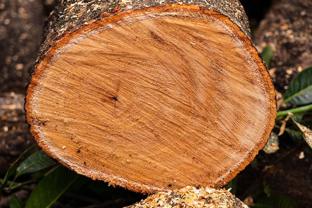 What is Mango Wood? Properties, Characteristics & Uses House Grail