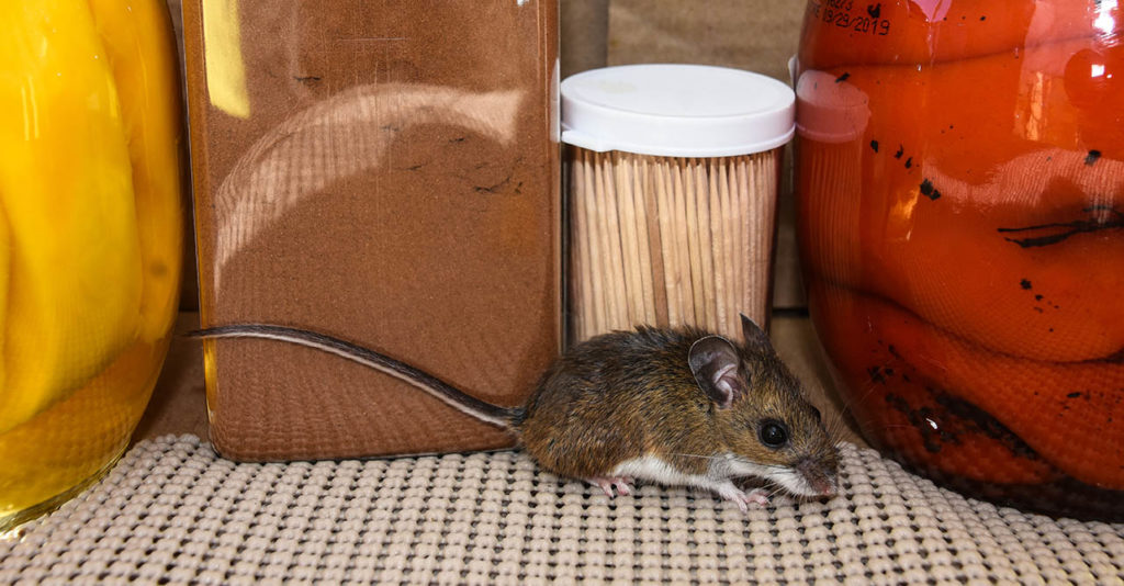 how-to-clean-mouse-urine-from-wood-in-7-easy-steps-house-grail