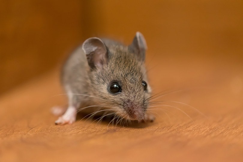 How Do Mice Get In An Attic And How To Prevent It House Grail   Mouse Up Close MainelyPhotos Shutterstock 