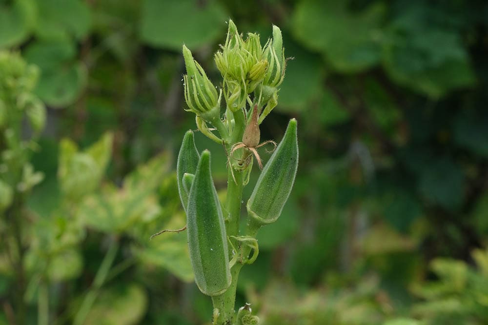 okra plant budding
