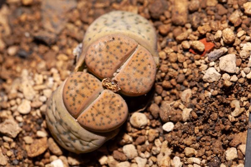 pebble plant Lithops fulviceps