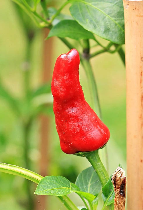 pepper growing on a fence