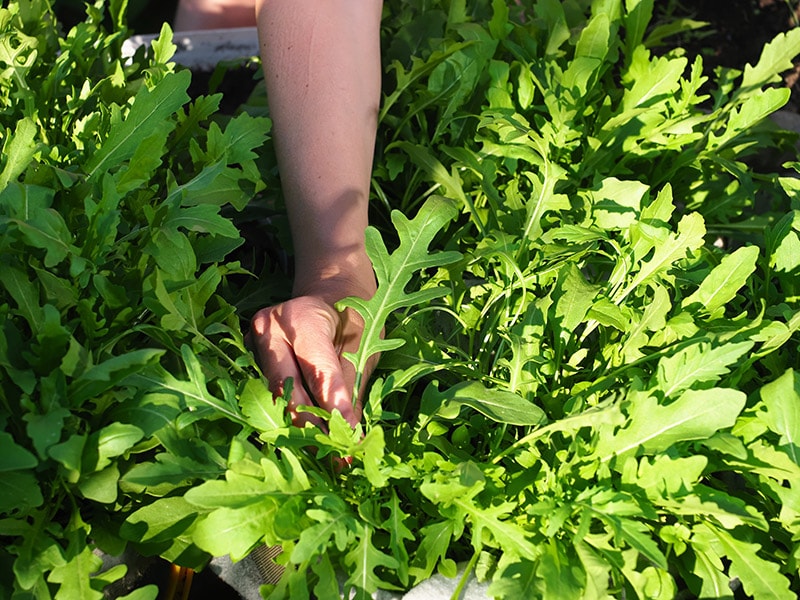 person harvesting arugula
