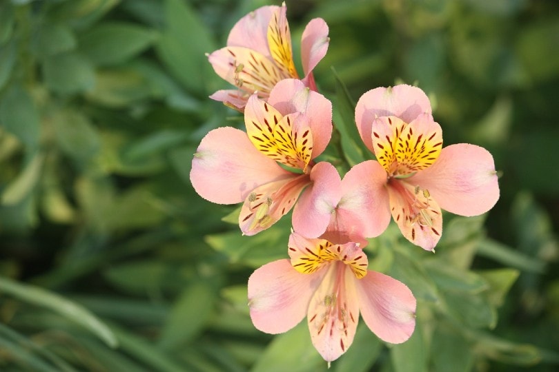 pink Lily of the Incas