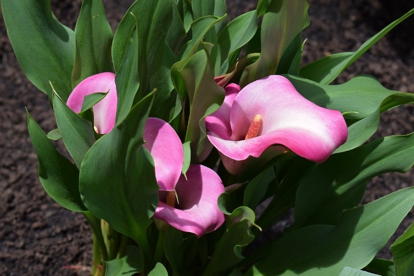 How Much How Often To Water Calla Lilies Tips Seasons Signs