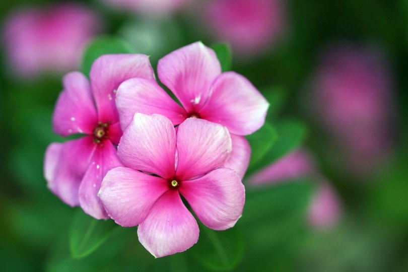 pink periwinkle flowers