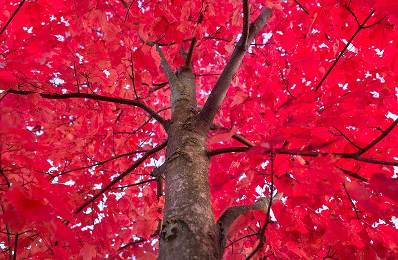 red maple tree