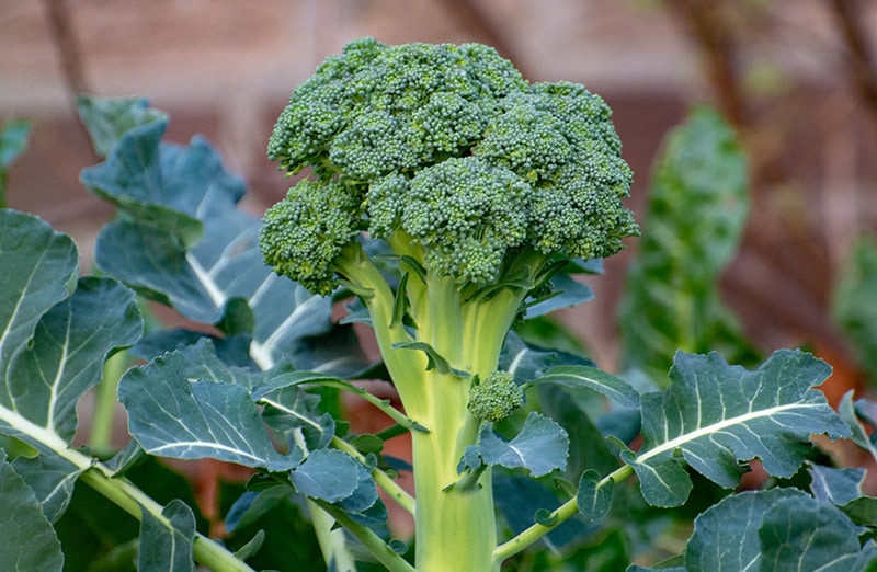 Ripe broccoli growing in garden