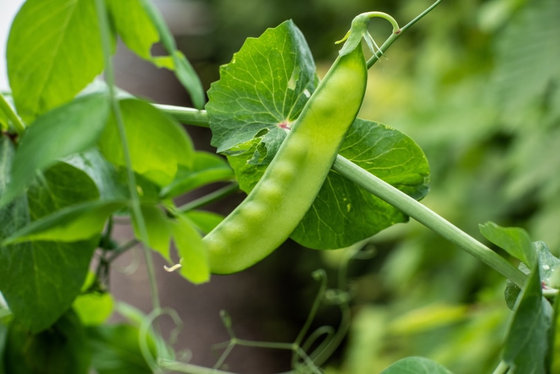 21+ Companion Planting Fennel