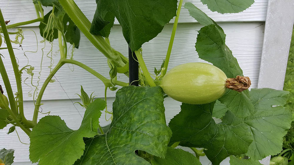 spaghetti squash growing on the fence