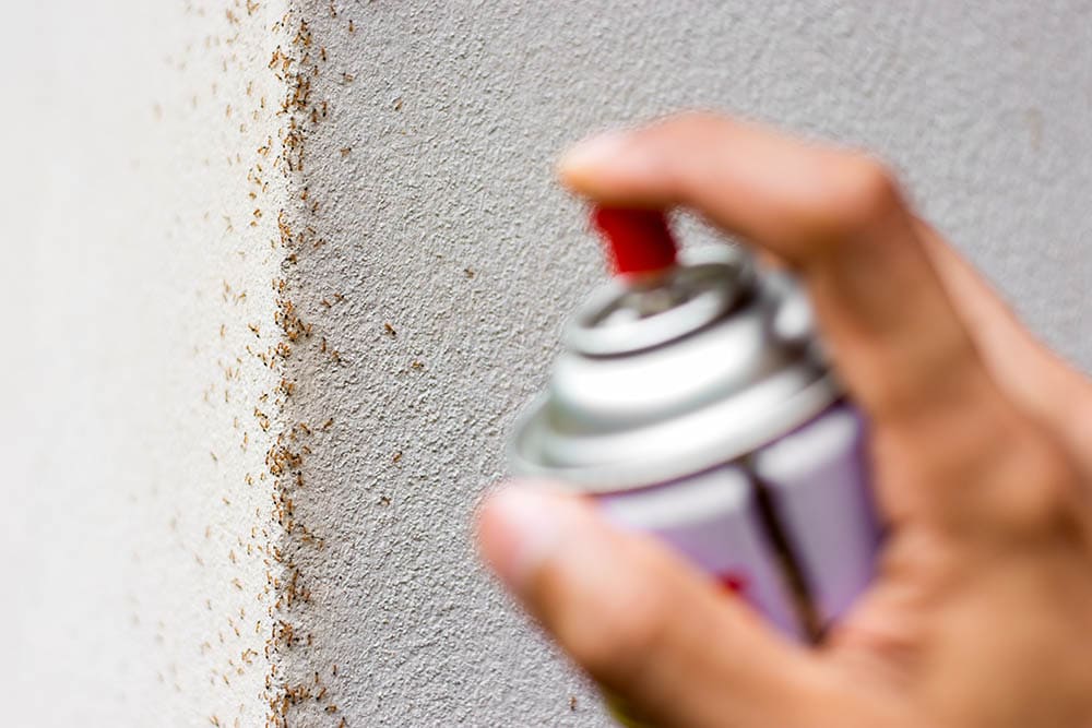 spraying insecticide on ants